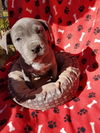 Jahseh  staffordshire Terrier mix puppy