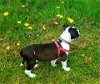 Caesar  Staffordshire Terrier Mix puppy