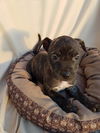 Sage female staffordshire mix puppy