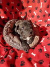 Sage female staffordshire mix puppy