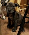 Sarah  Staffordshire Terrier mix puppy