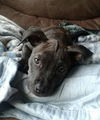 Sarah  Staffordshire Terrier mix puppy