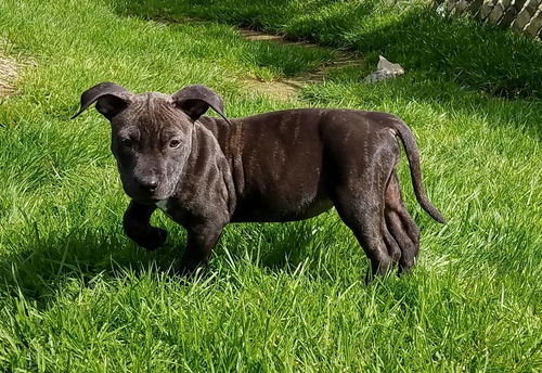 Sarah  Staffordshire Terrier mix puppy