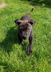 Sarah  Staffordshire Terrier mix puppy