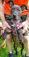 Sarah  Staffordshire Terrier mix puppy