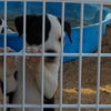 Panda  Stafforshire Terrier mix puppy