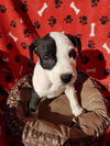 Panda  Stafforshire Terrier mix puppy