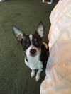 Fitz,  rat terrier and fox terrier mix