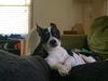 Fitz,  rat terrier and fox terrier mix