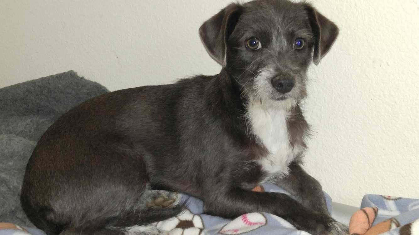 Norfolk jack sale russell terrier mix