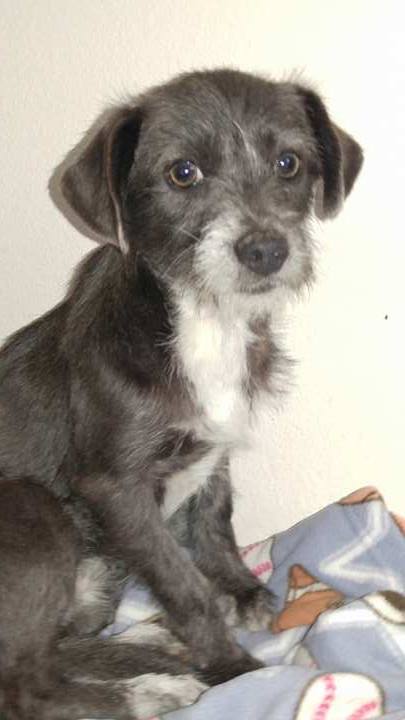 Helia, A Norfolk-Jack Russell Terrier mix puppy