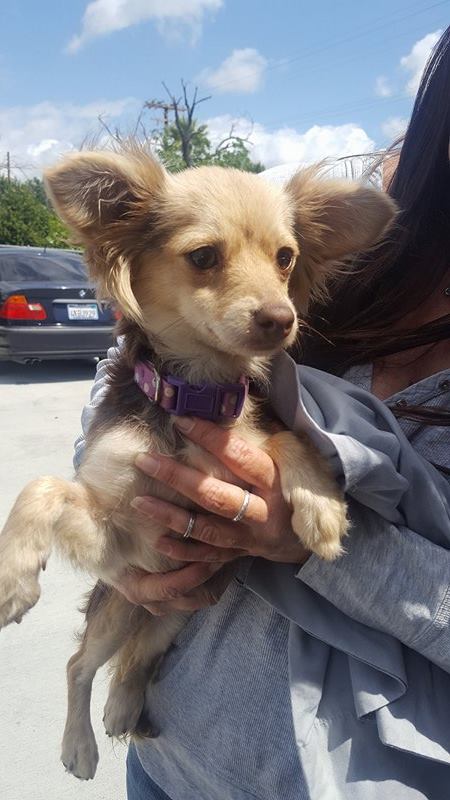 Jolie,  A Papillon mix