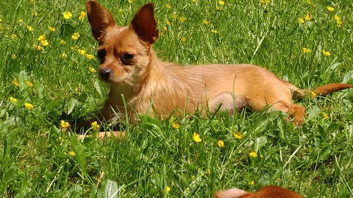 Khloe, a Yorkie Terrier mix