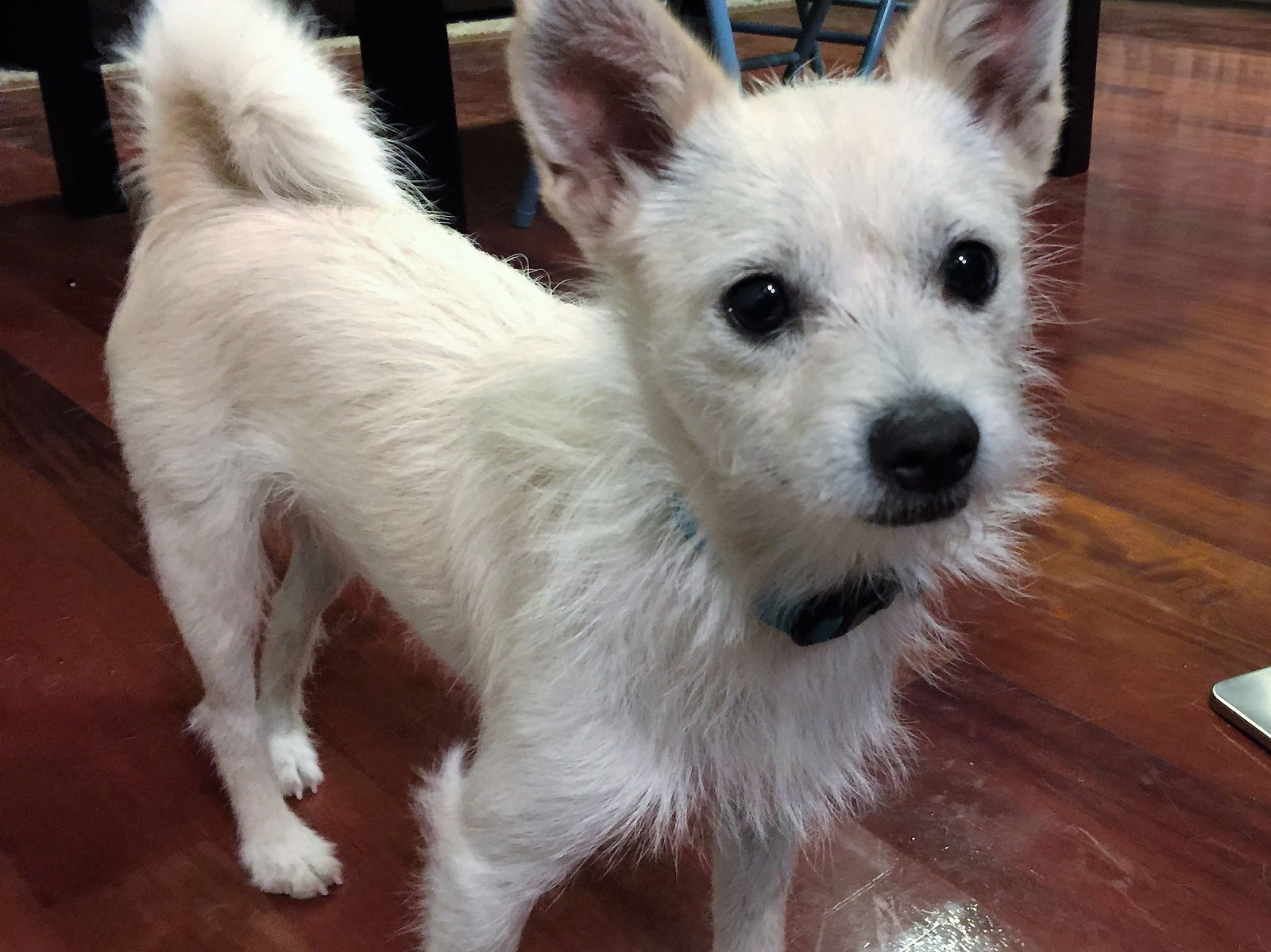 Westie cross sale pomeranian