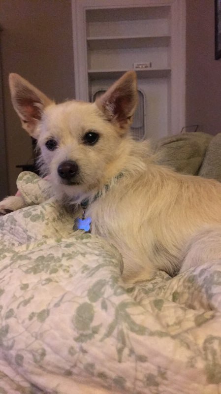 Pom cheap westie mix