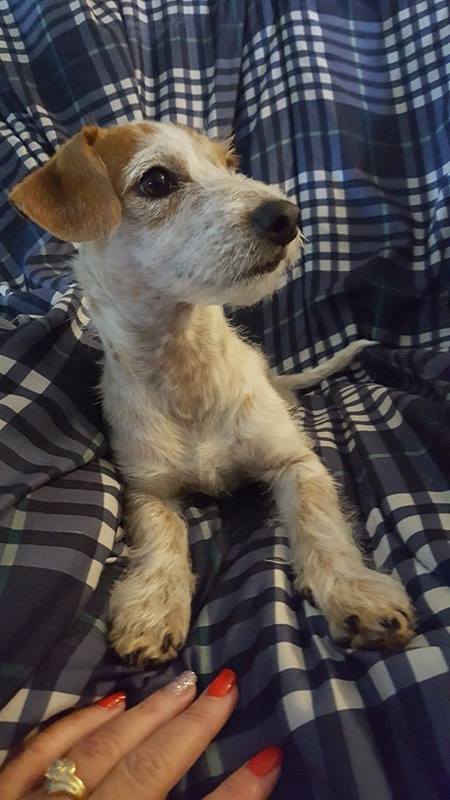 Titus, A Jack Russell-Dachshund Puppy