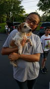 Titus, A Jack Russell-Dachshund Puppy