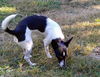 Trixie a Fox Terrier mix