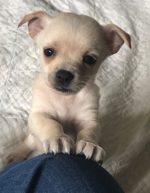 Chandler, a terrier mix puppy