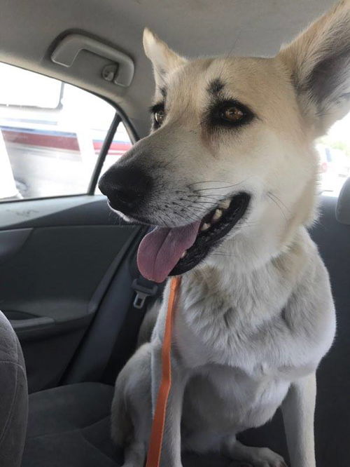 Chloe, A young white shepard