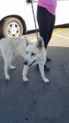 Chloe, A young white shepard