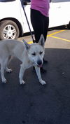 Chloe, A young white shepard