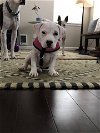 Georgie, a bully mix puppy