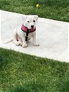Georgie, a bully mix puppy