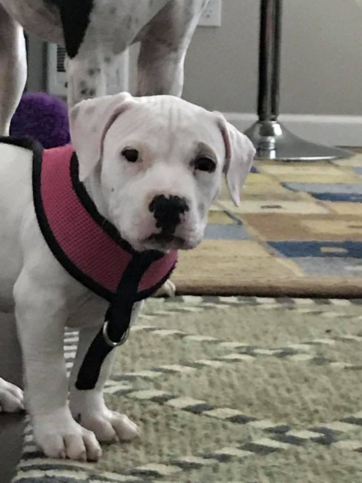 American clearance bully rescue