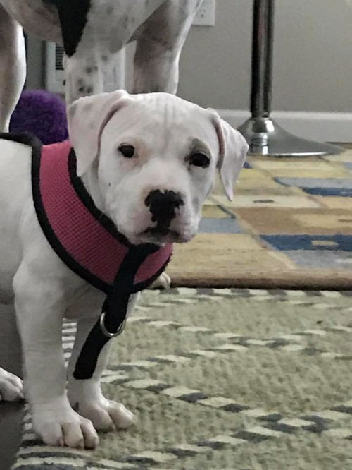 Georgie, a bully mix puppy