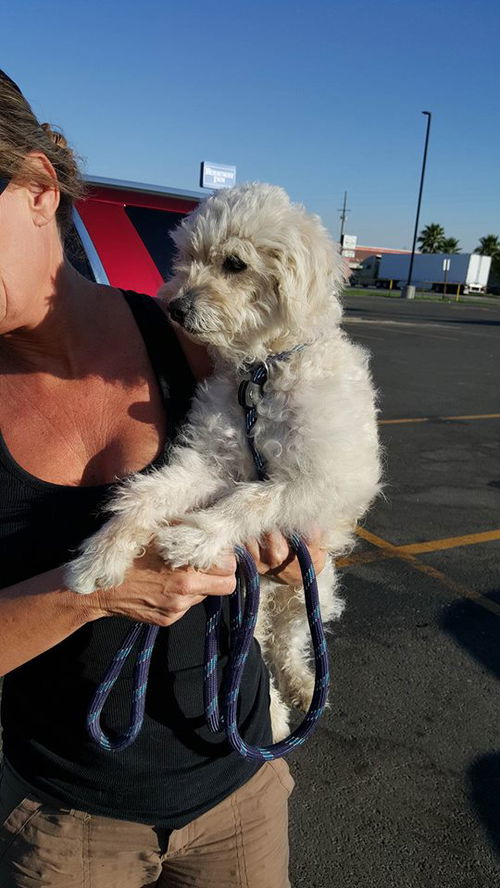 Billy, a young poodle mix