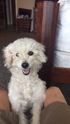 Billy, a young poodle mix