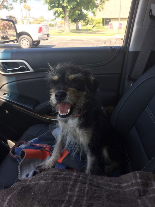 LEO, a schnauzer-Terrier mix