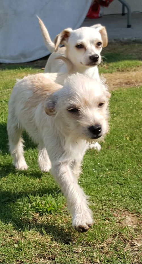 Chewie, a Westie Terrier mix puppy