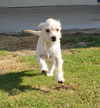 Chewie, a Westie Terrier mix puppy