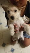 Chewie, a Westie Terrier mix puppy