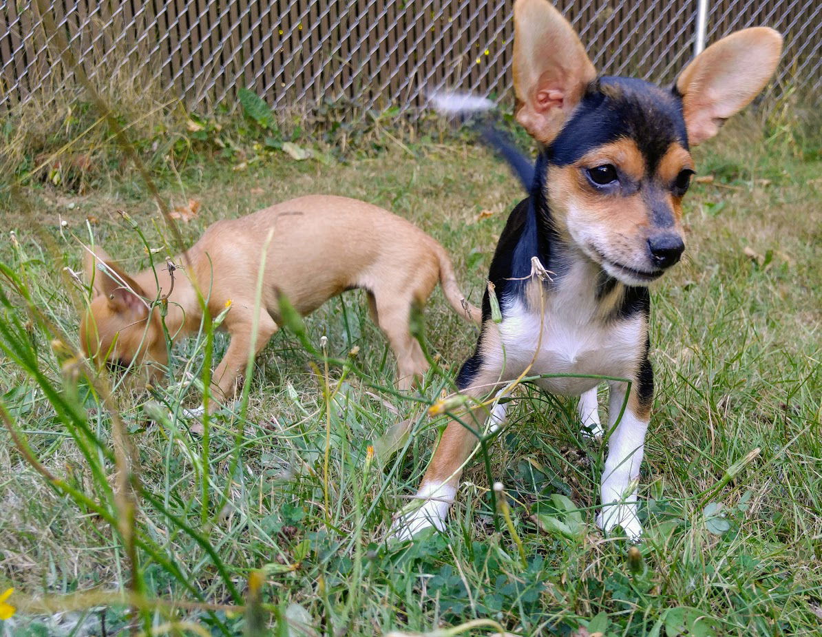 Taco terrier clearance chihuahua mix