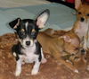 Levi,   A Basenji mix Puppy