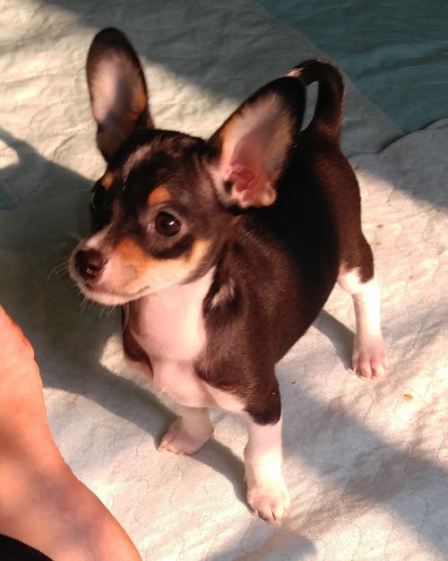 Levi,   A Basenji mix Puppy