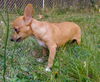 Reba   Corgi mix puppy