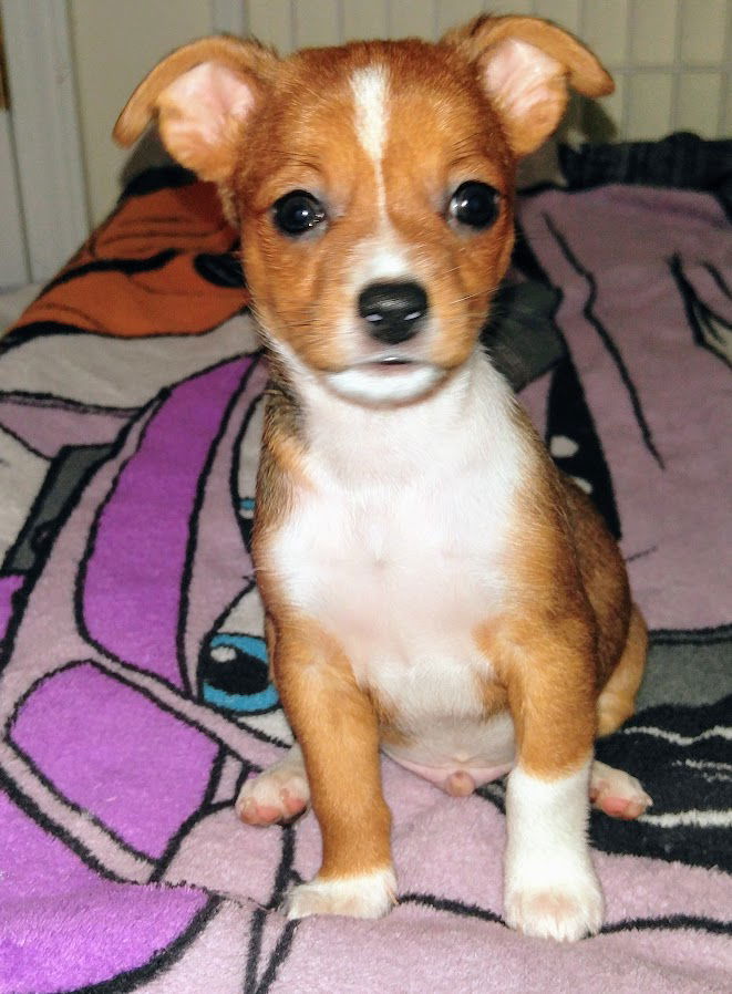 Basenji fox hot sale terrier mix