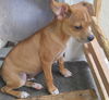 Rexxi  a Basenji mix  puppy