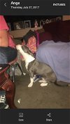 Dallas,  a Bull terrier mix puppy