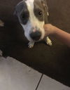 Dallas,  a Bull terrier mix puppy