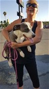 Dallas,  a Bull terrier mix puppy