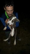 Dallas,  a Bull terrier mix puppy