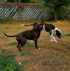 LOLA, Catahoula Leopard- Staffordshire mix