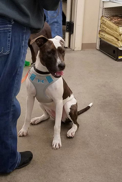 LOLA, Catahoula Leopard- Staffordshire mix