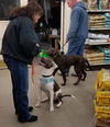 LOLA, Catahoula Leopard- Staffordshire mix