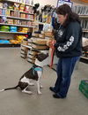 LOLA, Catahoula Leopard- Staffordshire mix